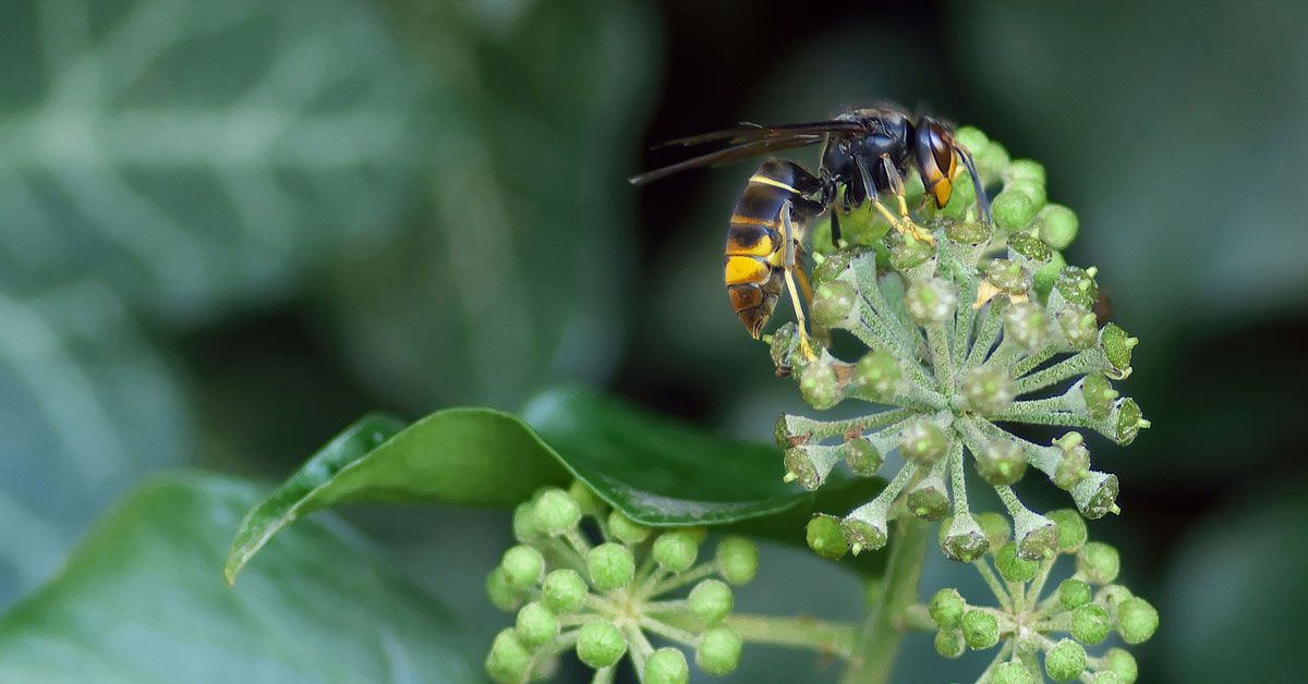 vespa velutina