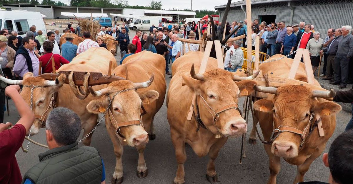 feira gando vacun friol 1