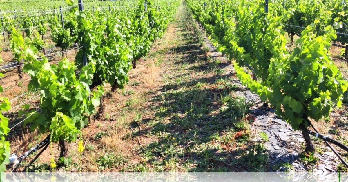 quiroga viñedos uvas plantas