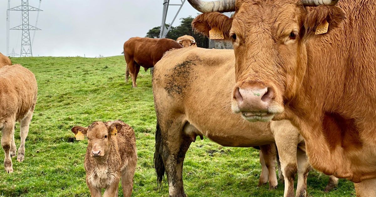 vacas gando animais gandeiria