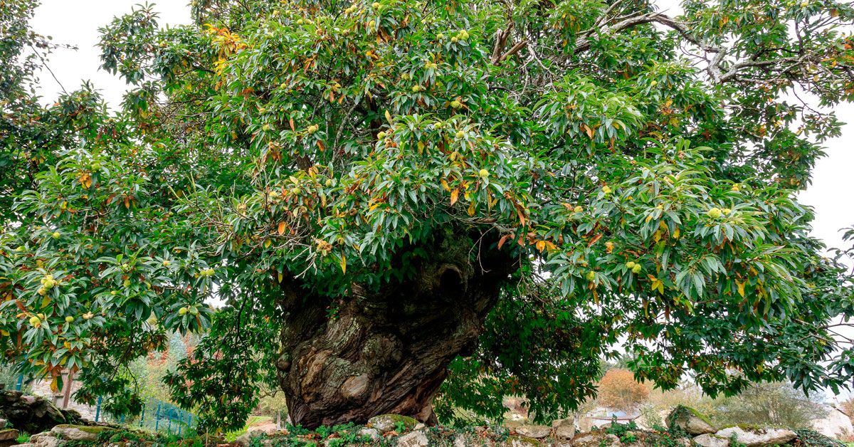 CASTInEIRO CASA FRAGUEIRO LUGO arbore natureza bosque castineiro senlleira