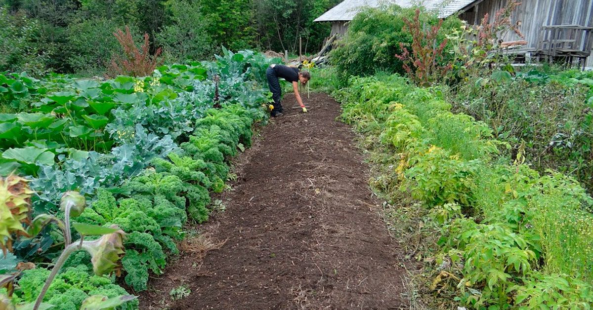 horta-campo-verduras-horto