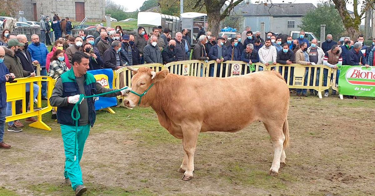 subasta nacional de Raza Rubia Gallega de Adai