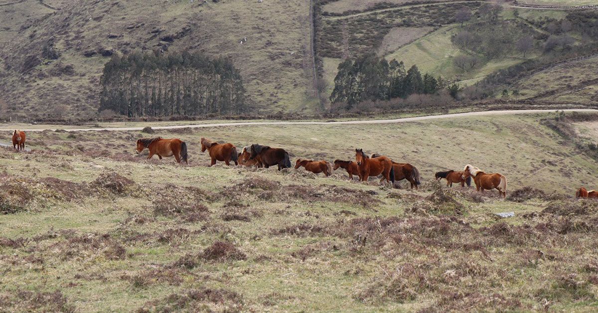 cabalos xistral otra