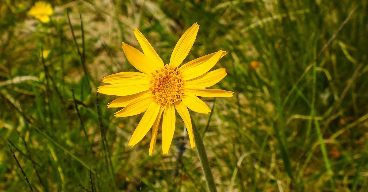 arnica montana