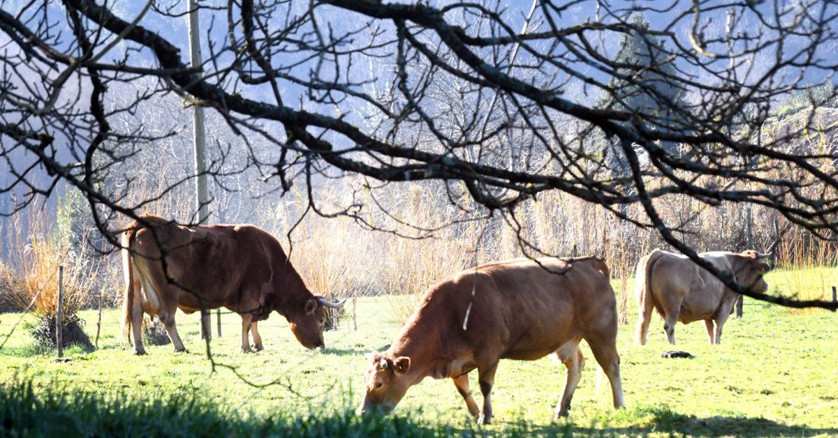 usc rubia galega