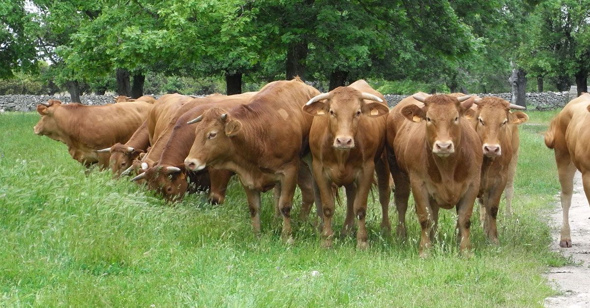 acruga raza rubia galega vaca