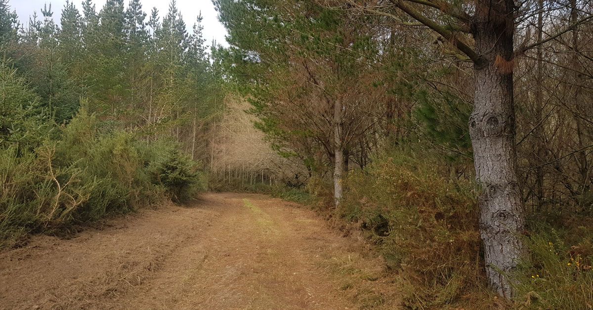 monte traballo prevencion incendios