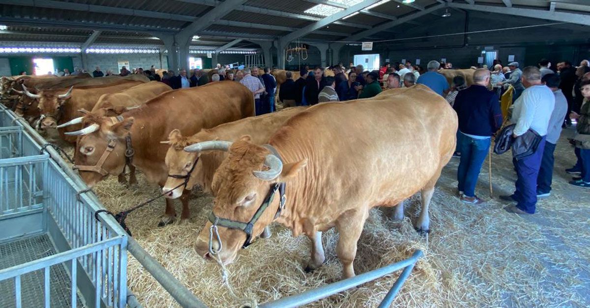 feira de gando vacun friol3