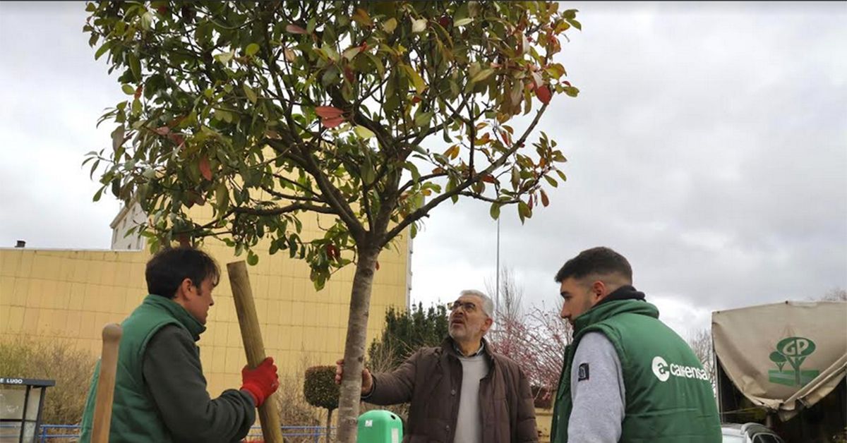 Medio Ambiente arbores