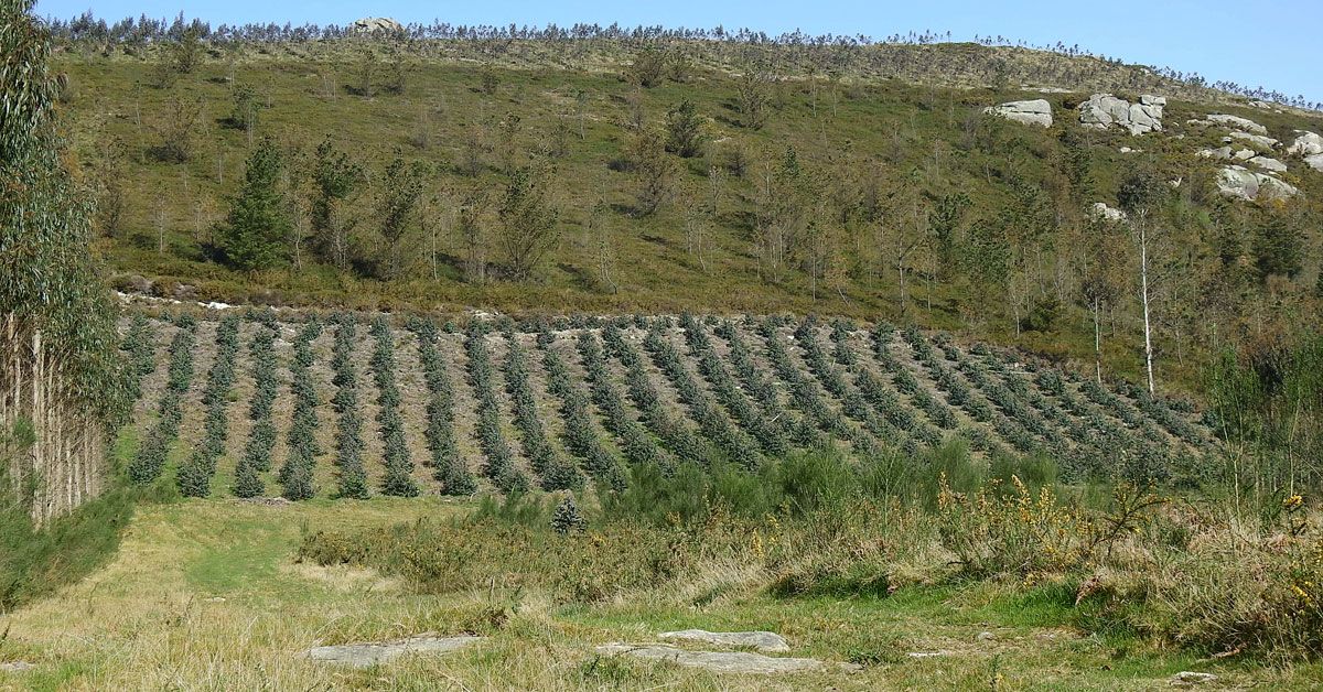 plantacion-pinos-ilegais-serra-xistral