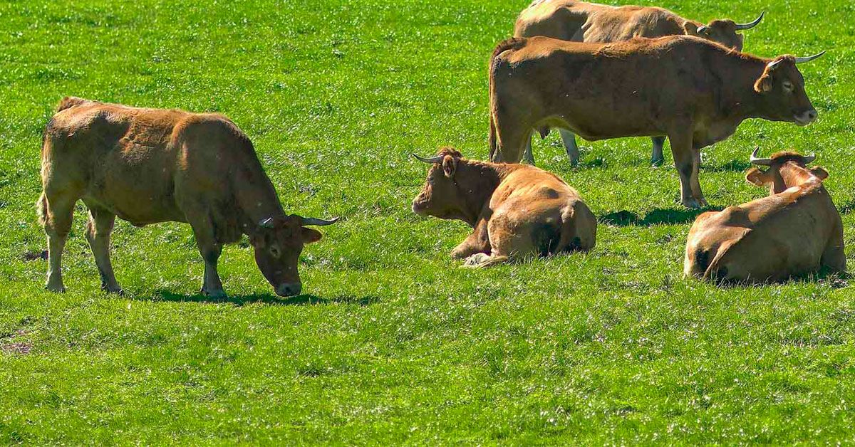 vacas tenreira galega