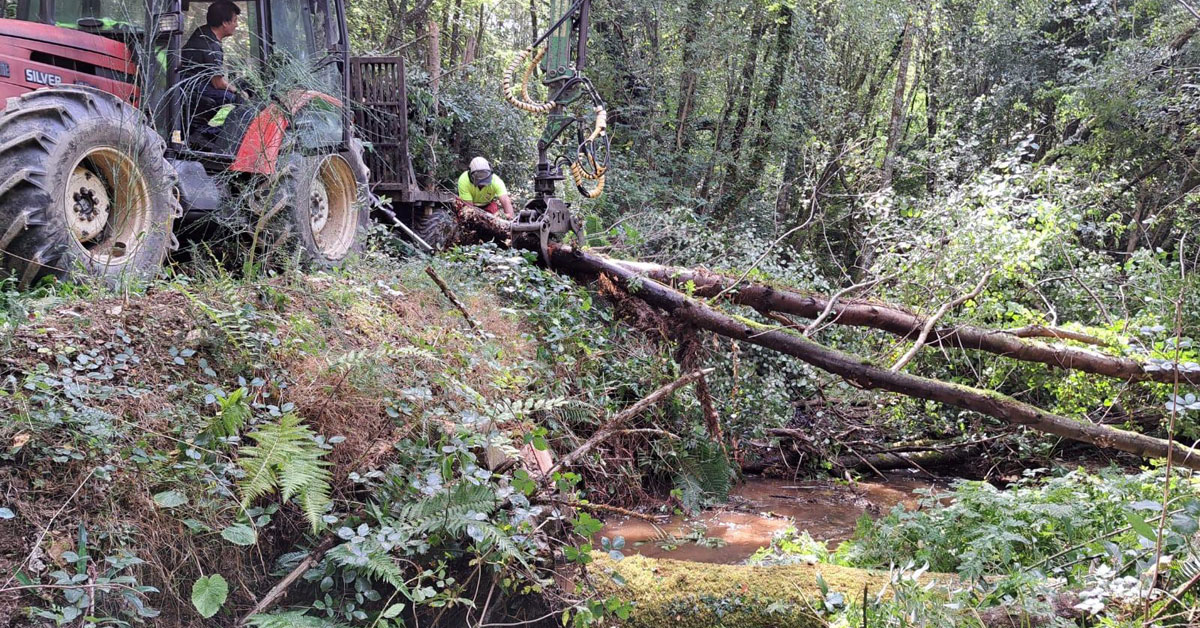 Trabajos de retirada de arboles caidos riotorto baleira