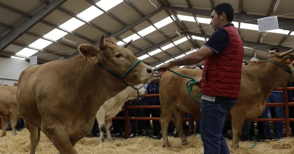fonsagrada-Feira-de-Gando-Vacún-2