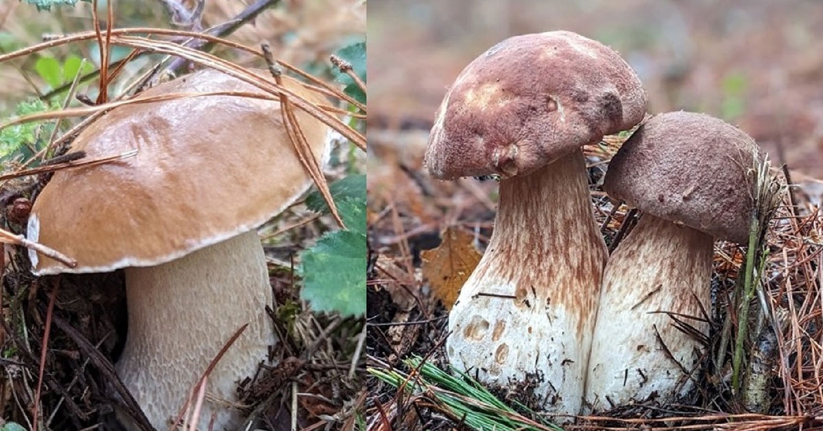 boletus setas