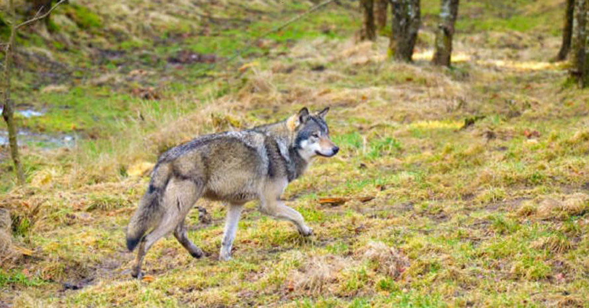 lobo monte