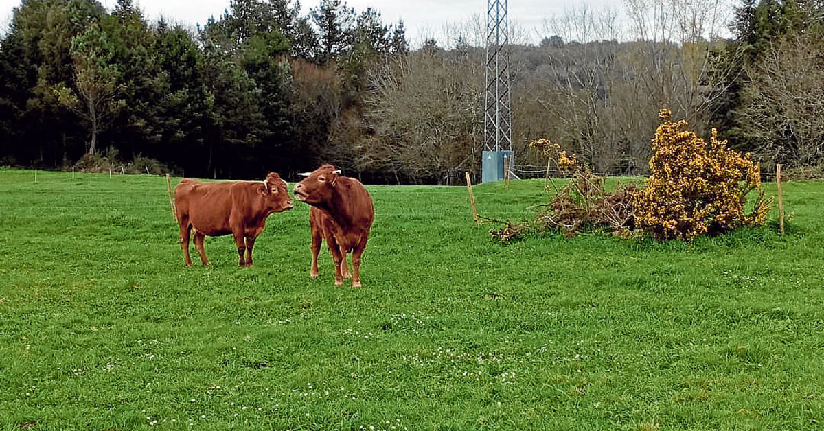 vaca rubia galega gandaria carne