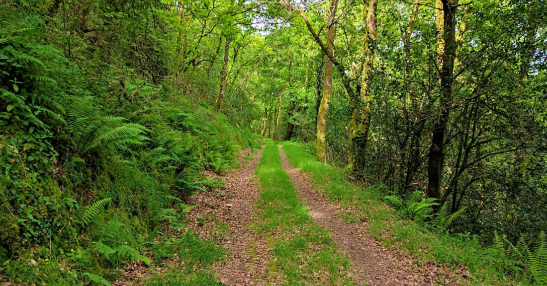 camino-arandedo-Vía-Künig