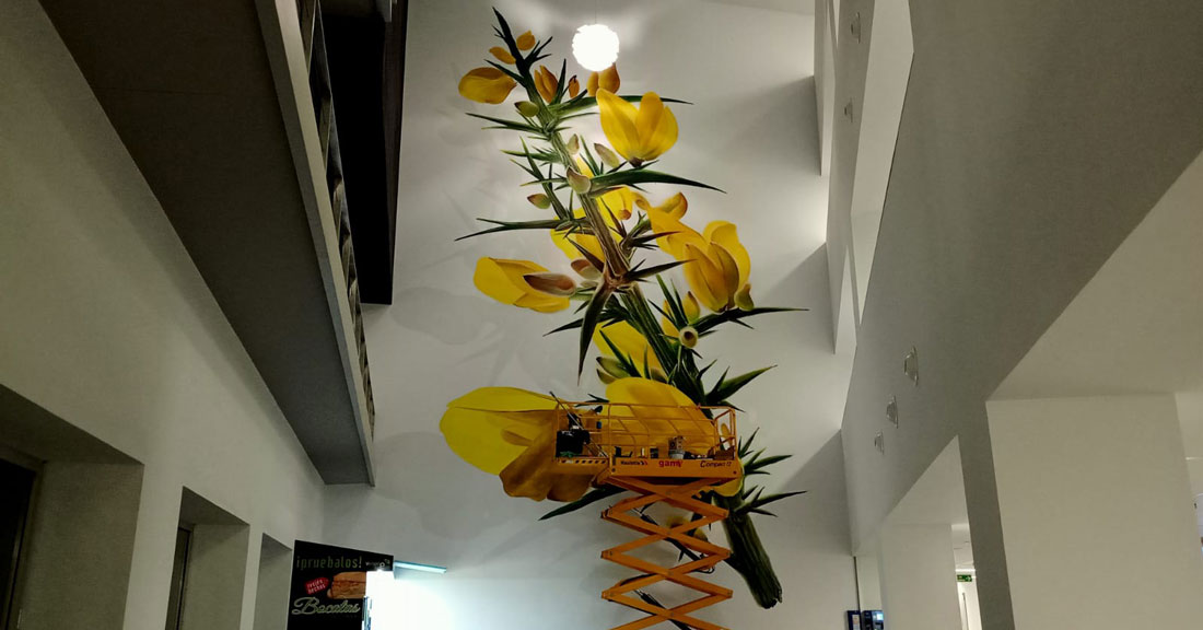 Hula-flor-de-Toxo