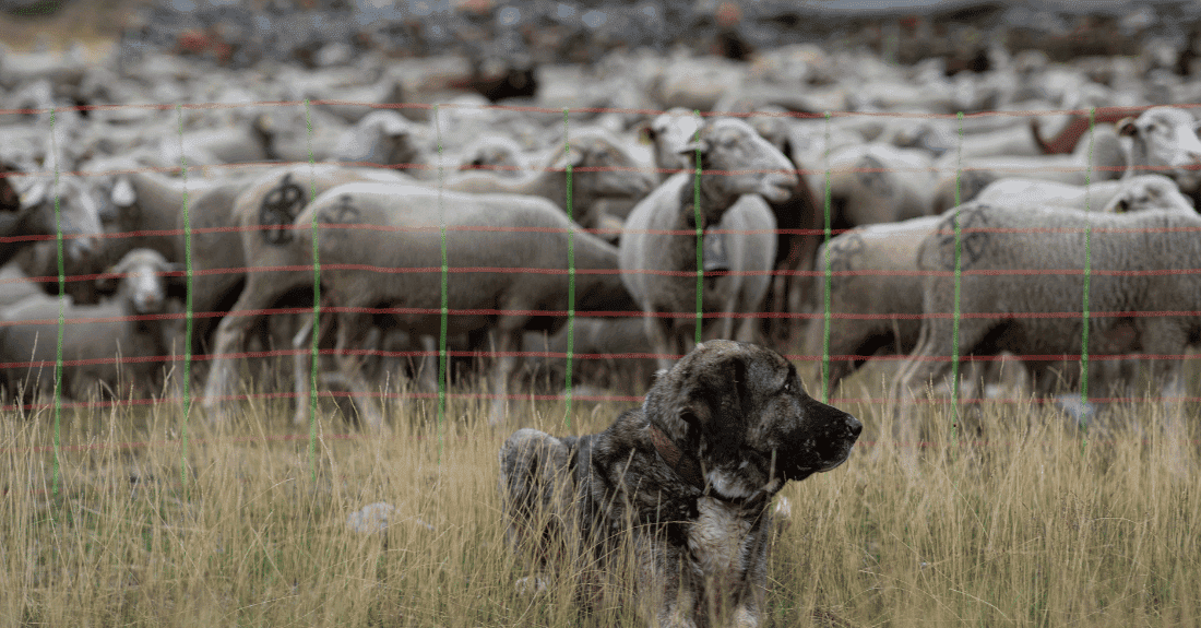 Lobo Lespre