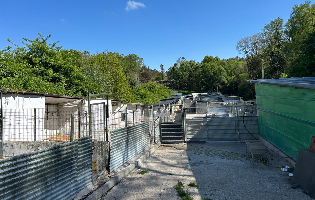 protectora-de-animais-de-Lugo