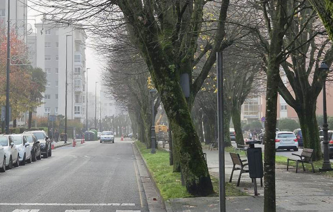 árbores-Ramón-Ferreiro-Lugo