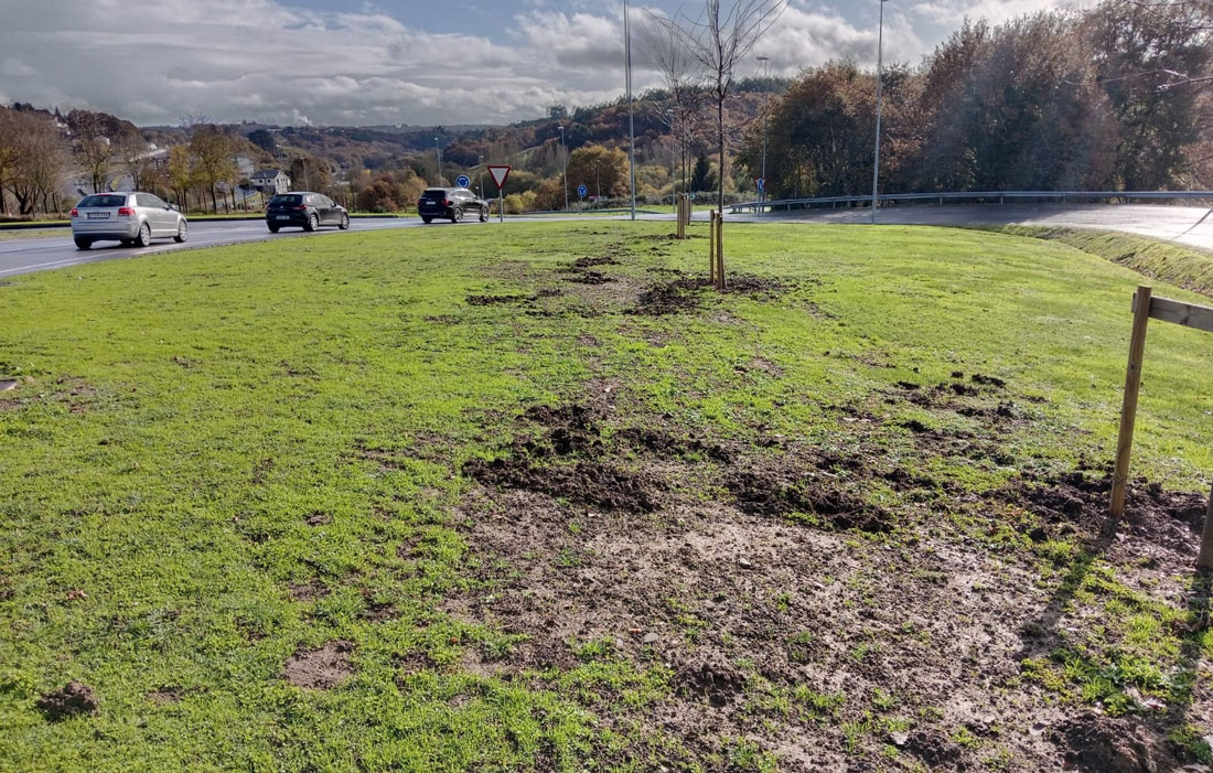 porcos-Avenida-de-Madrid-Lugo