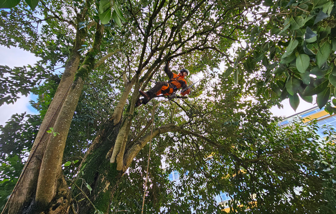 Plan-de-xestión-do-arborado-Lugo