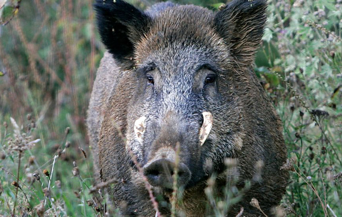 xabaril-tecor-terra-cha