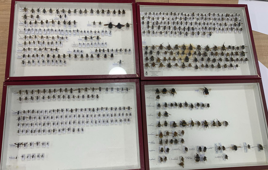 Inventario-polinizadores-Asociacion-Corripa