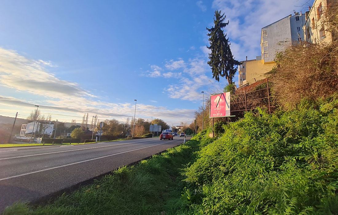 abeto-de-grandes-dimensións-na-rúa-Santiago-Lugo