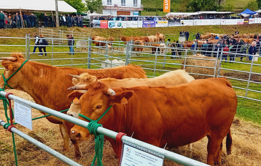 Feira-en-Defensa-do-Gandeiro-da-Montaña-Cervantes-poxa-Acruga