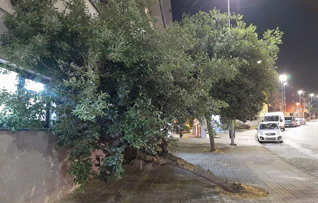 caida-de-árbores-zona-universitaria-Lugo