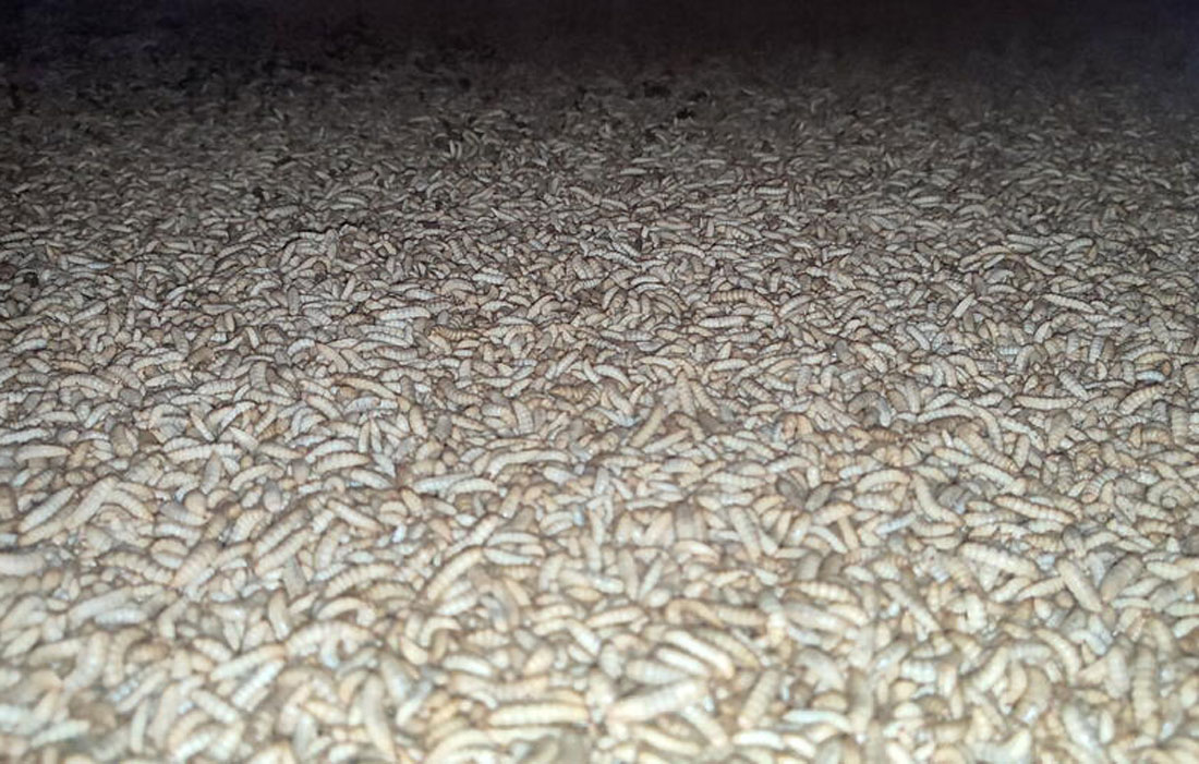 Larvas-de-mosca-soldado-negra-en-Bioflytech-Palas-de-Rei