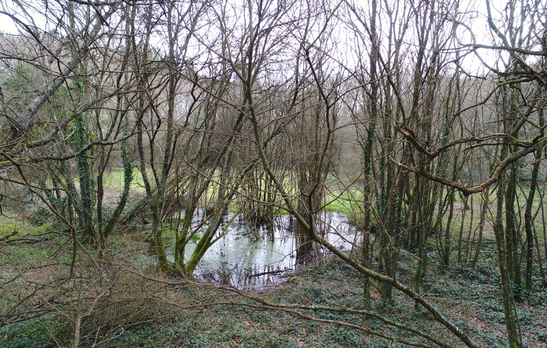 zona-bosque-río-Rato-Lugo