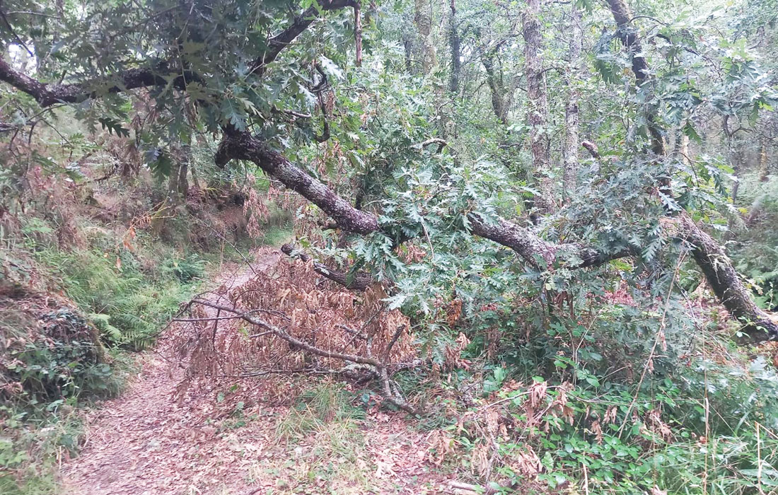 ruta-dos-Molinos-Lugo-árbore-caída