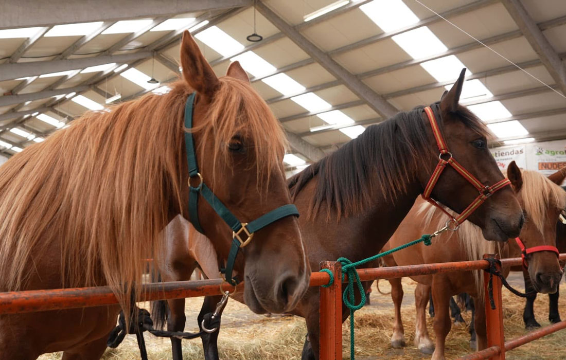 Concurso-de-gando-cabalar-Fonsagrada-2