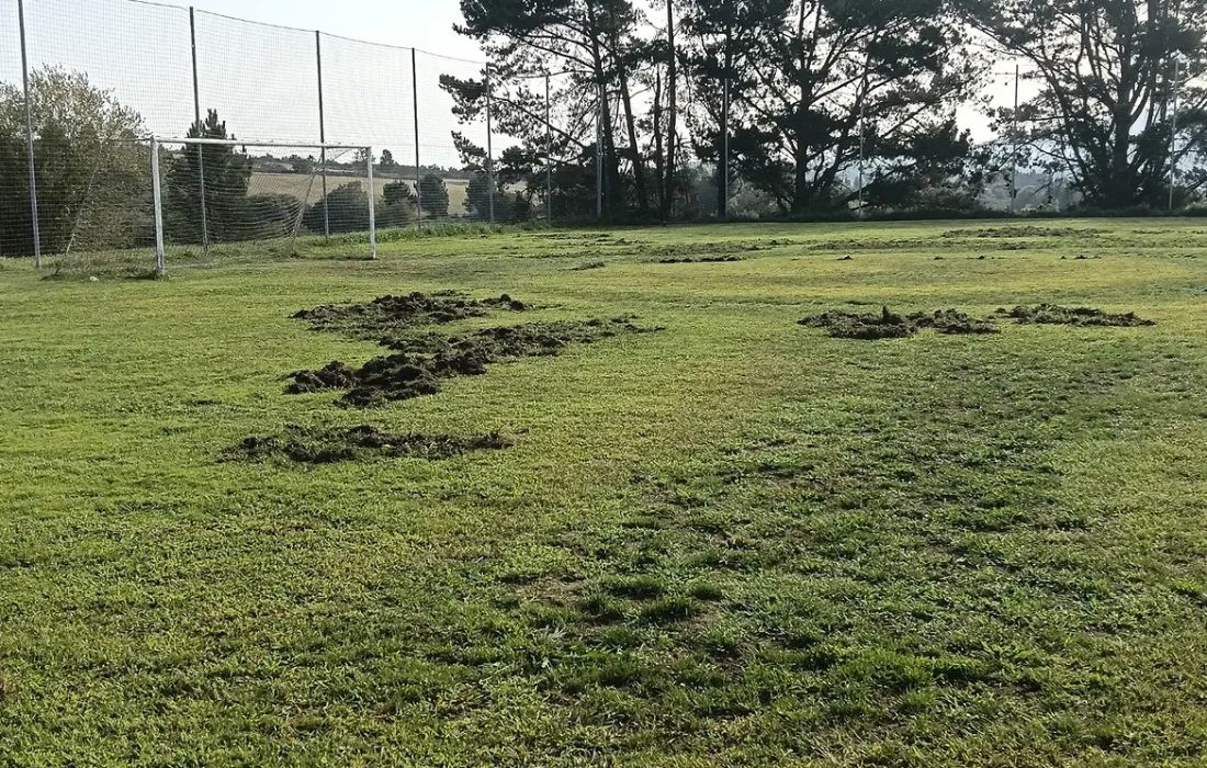 PORTOMARIN campo