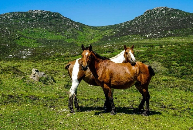 serra do xistral cabalos