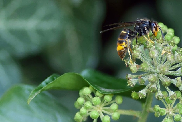 vespa velutina