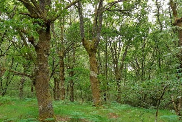 antas ulla proxecto parque central galicia