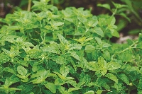 oregano