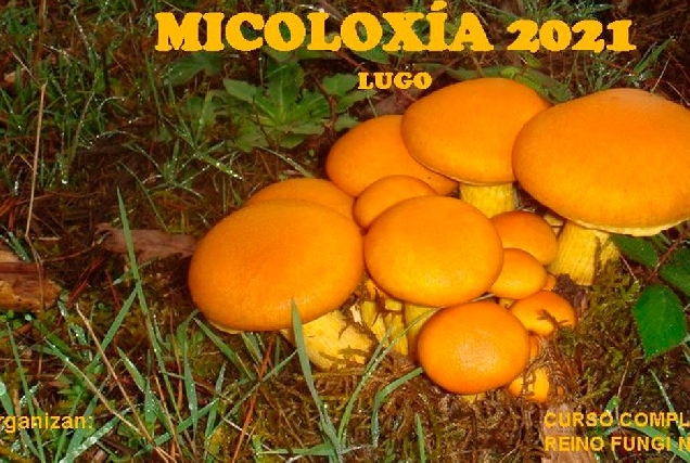 curso micoloxia lugo