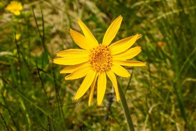 arnica montana