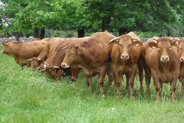 acruga raza rubia galega vaca