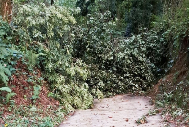 Árbores caídas cortando paso camiño Samos