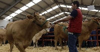 fonsagrada Feira de Gando Vacún 2