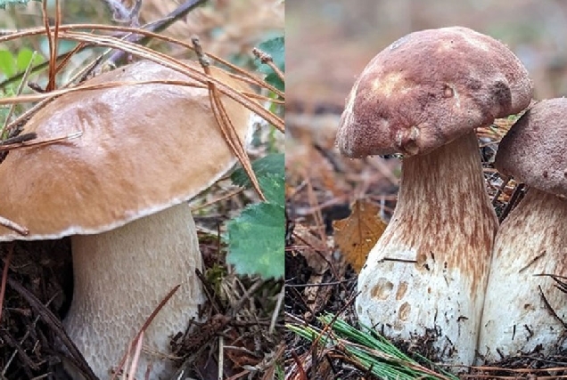 boletus setas