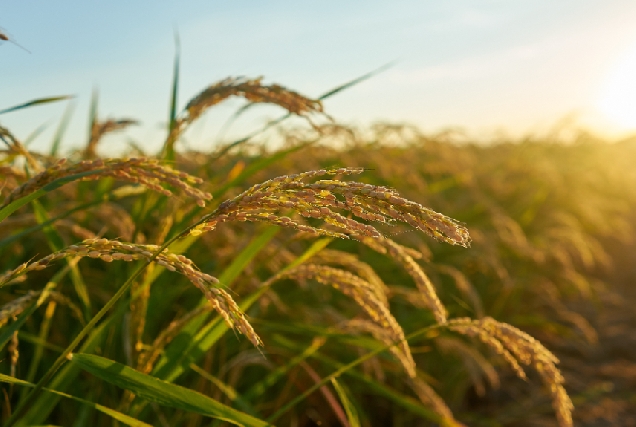 Imaxe recurso agricultura