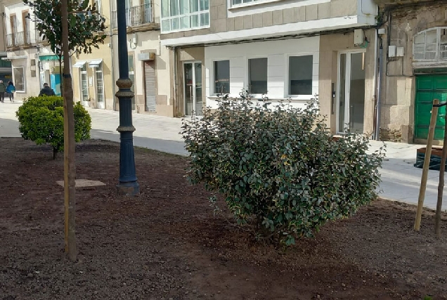 Magnolio vandalizado praza ferrol lugo